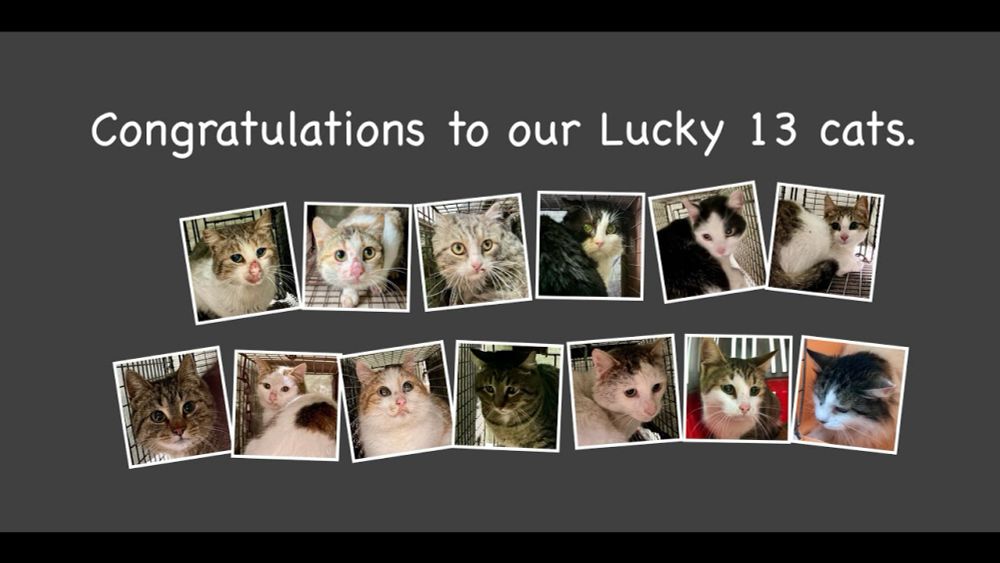 World Spay Day 2024