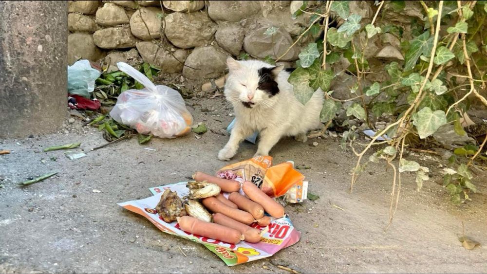 Dumpster Kitties Deserve a Better Spot