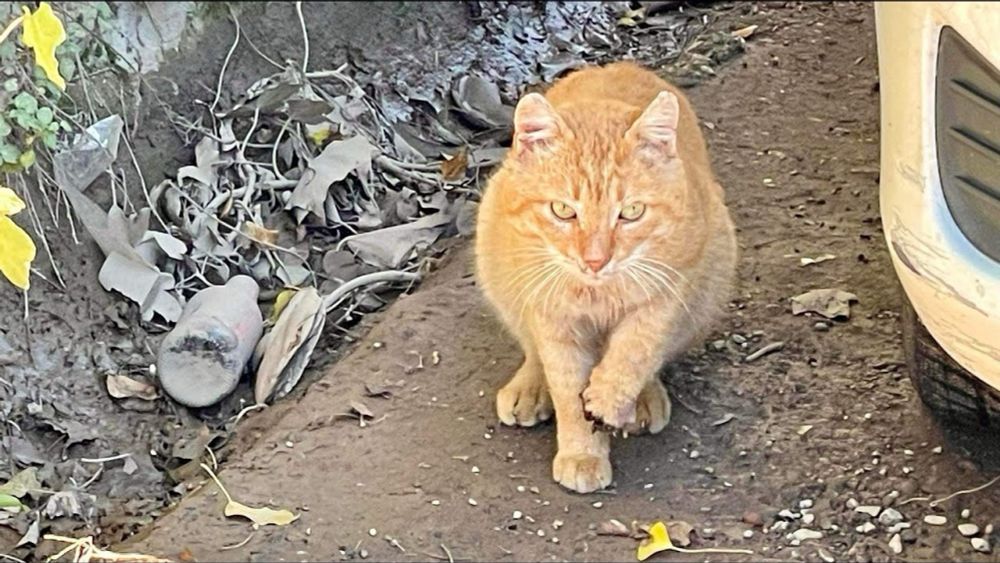 The OG of Spaying it Forward in Shkoder, Albania