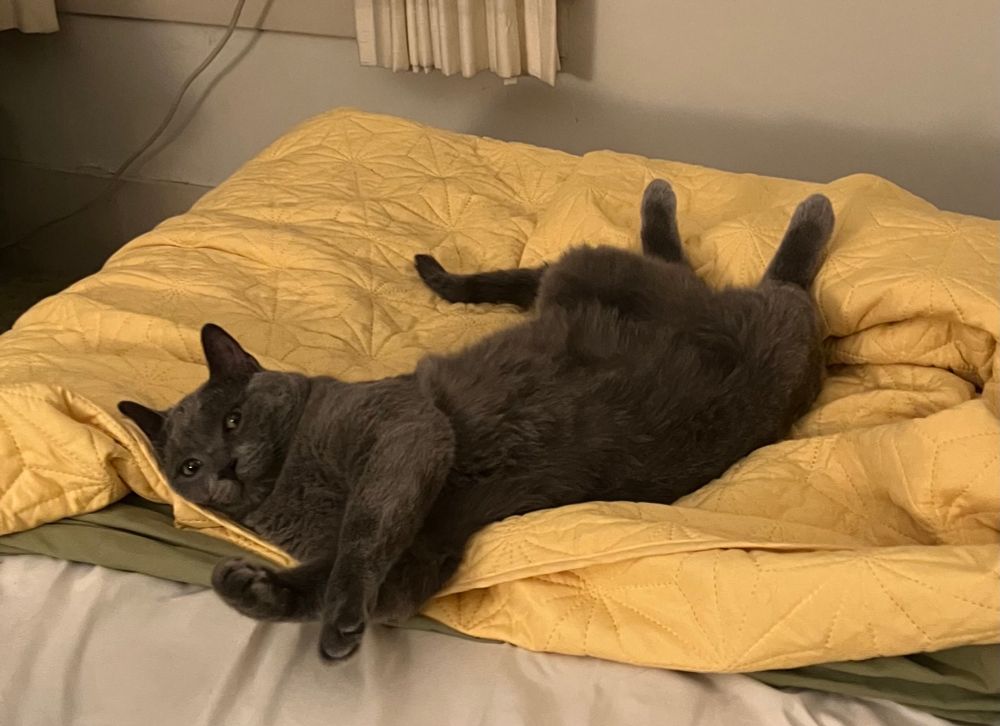 Fat grey kitty sprawled belly up on a yellow blanket . He’s a bed hog .