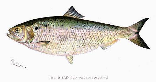 A drawing of the American Shad (clupea sapidissima) drawn by American naturalist and illustrator Shermon Foote Denton in 1904. It is a silvery herring-like fish with a lightly spotted green ventral portion an a darkish tail