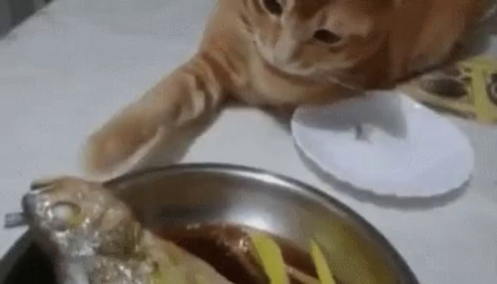 Cat Touch GIF