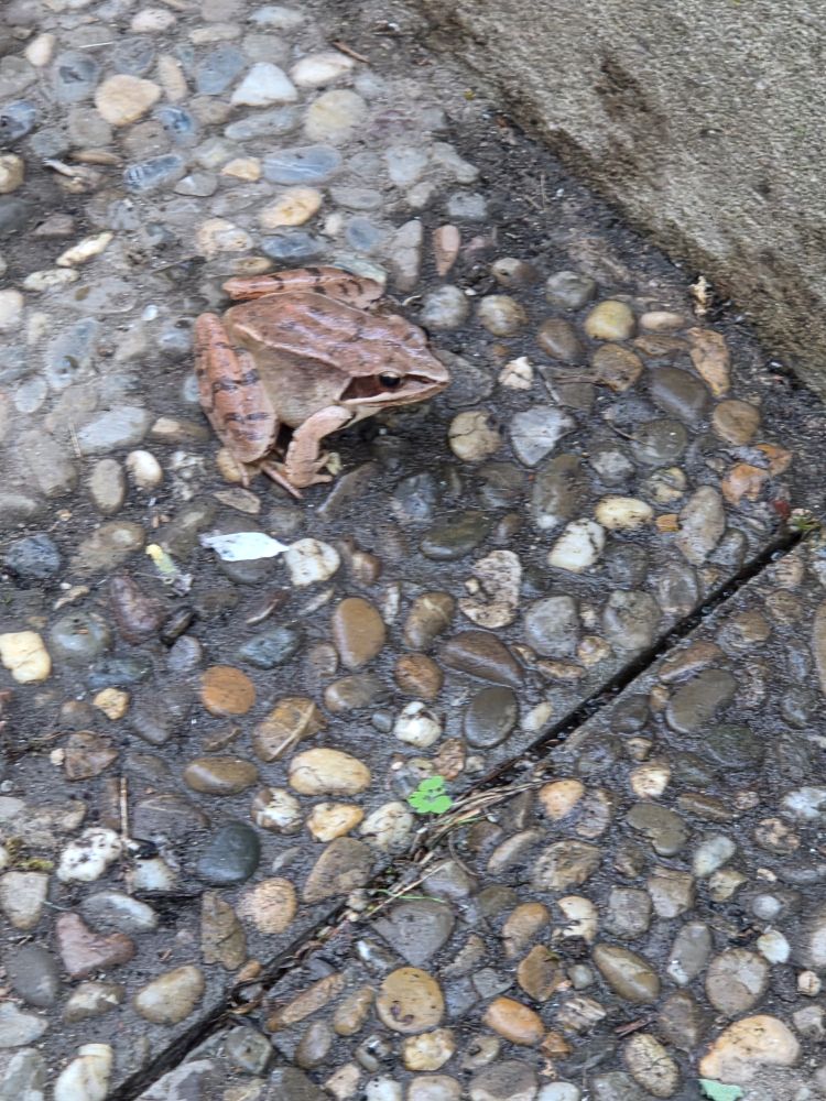 Brauner Frosch auf Steinpflaster