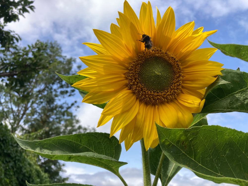 Bee exploring Large sunflower,  green leaves blue sky