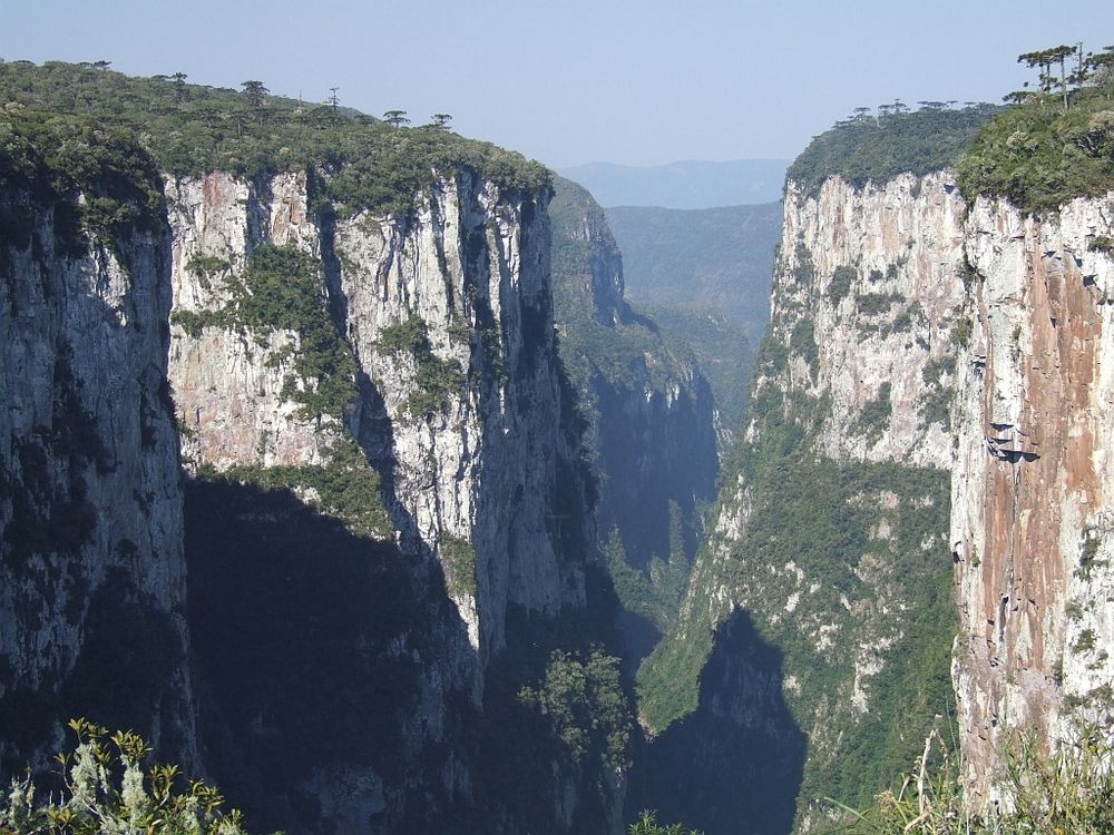 foto de um canyon com araucárias