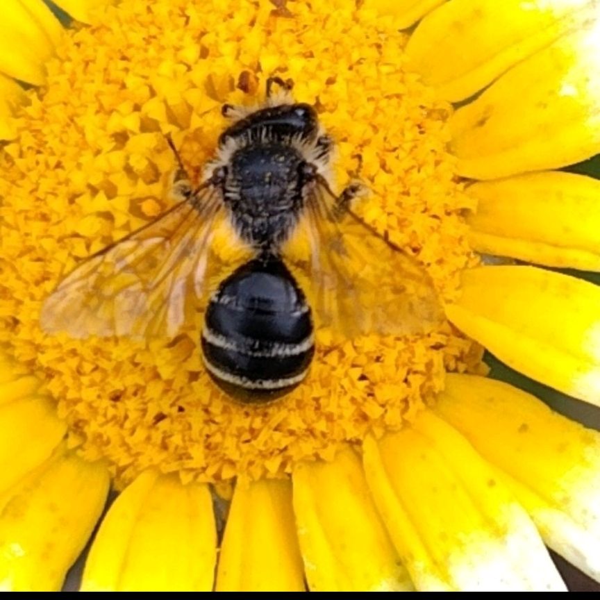 Grey-banded Mining Bee. (Kruiskruidzandbij in Dutch.) Little bee sitting on a yellow flower.