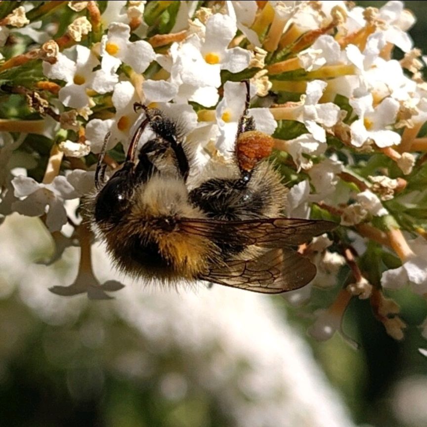 Common Carder Bumblebee. (Akkerhommel in Dutch). Close up of a bumblebee hanging upside down on small white flowers.