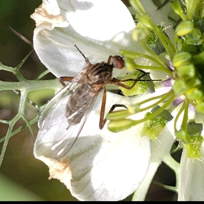Empis livida. (Akkerdisteldansvlieg in Dutch.) Looks like a hybrid between a mosquito and a fly, sitting on a white flower.
