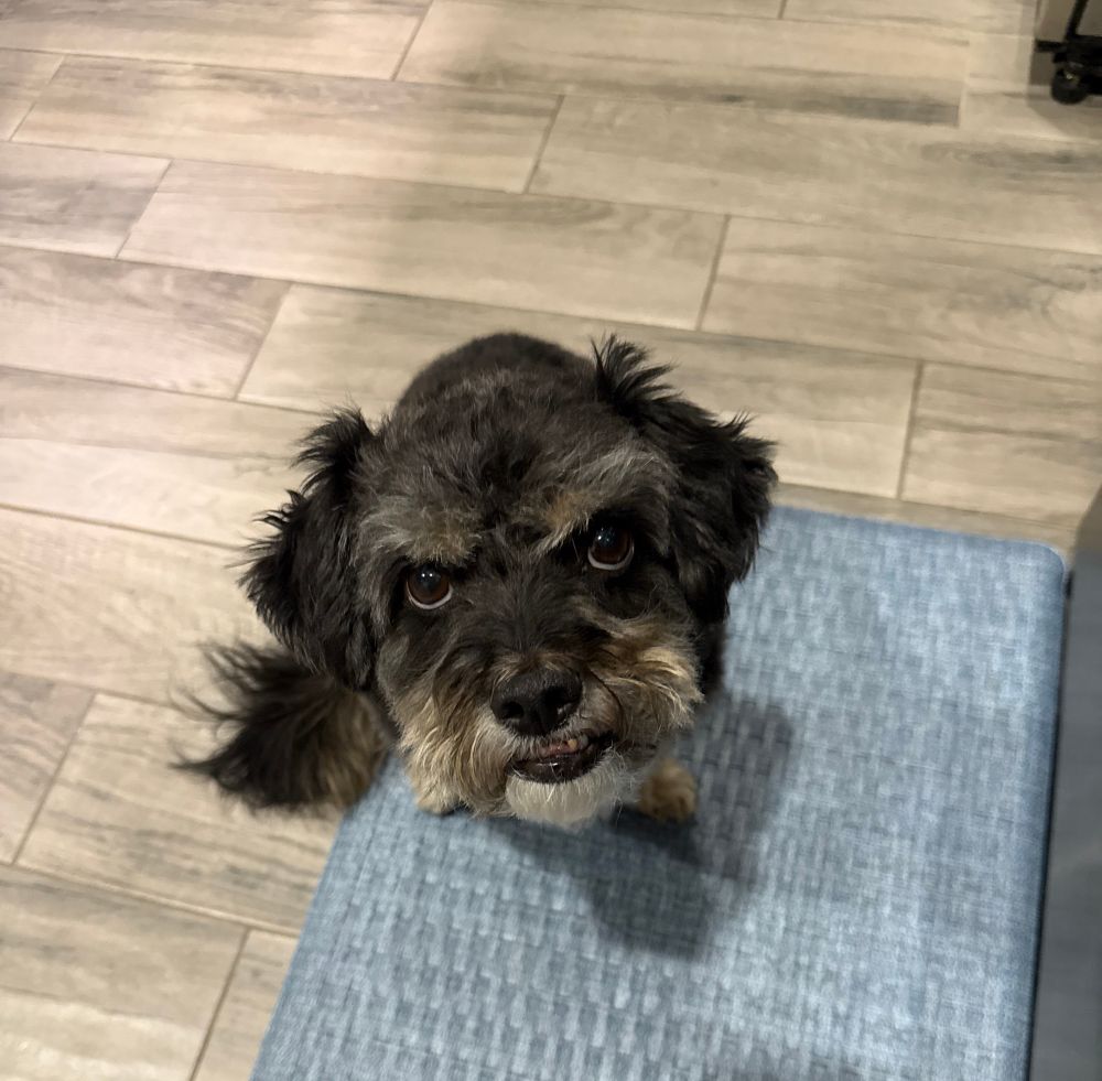 An annoyed black and gray Havapoo sitting on a blue kitchen mat is annoyed because I’m typing this before I feed him. 