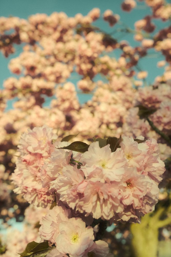 Cherry blossom