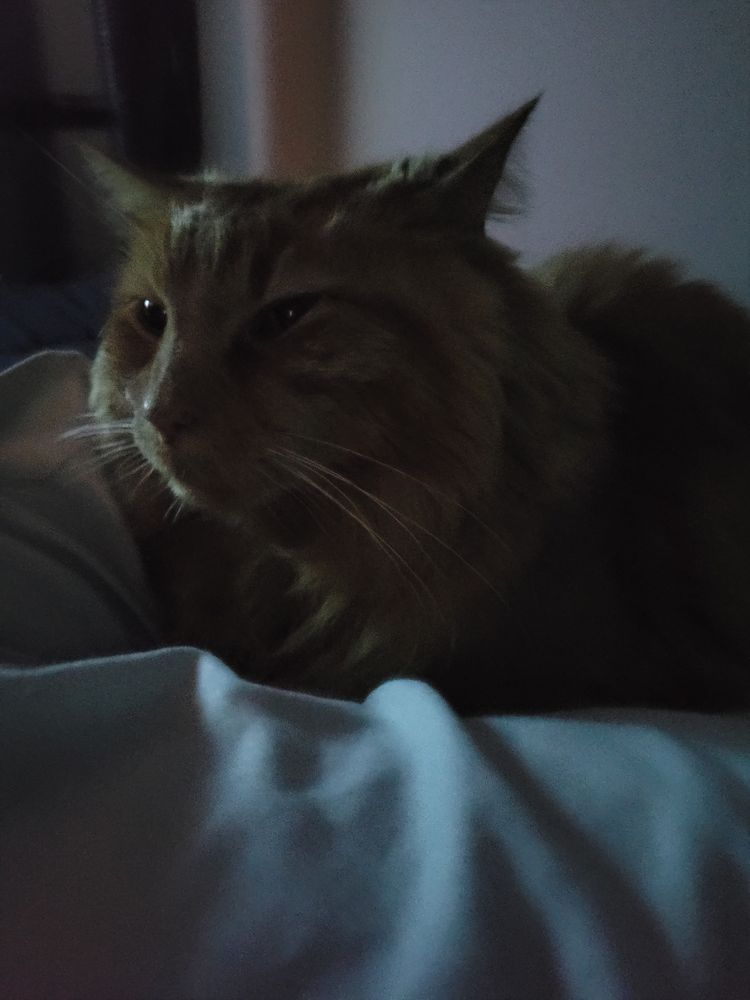 my orange cat cooper curled up in my legs while i watch a movie 