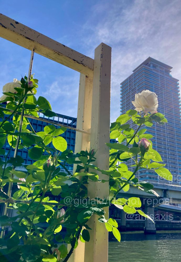 白薔薇。青空に葉が透けて綺麗