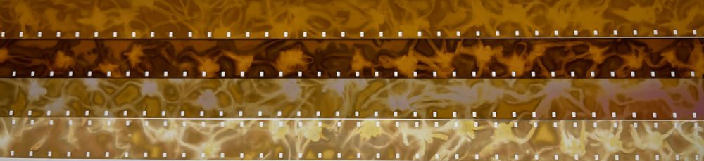 Wide shot of 4 different film stocks with phytogram images of witch hazel flowers.
