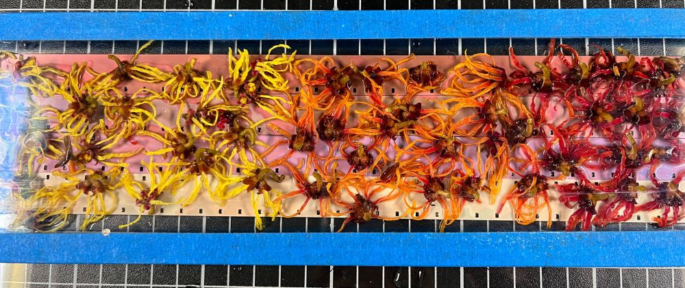 Witch hazel flowers soaked in developer and laid on 4 lengths of different 16mm film stock.
