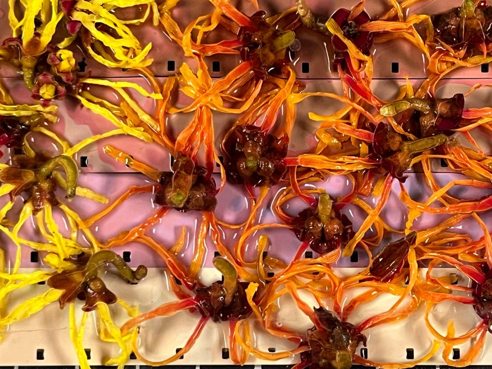 Close up of witch hazel flowers in developer on film stock.