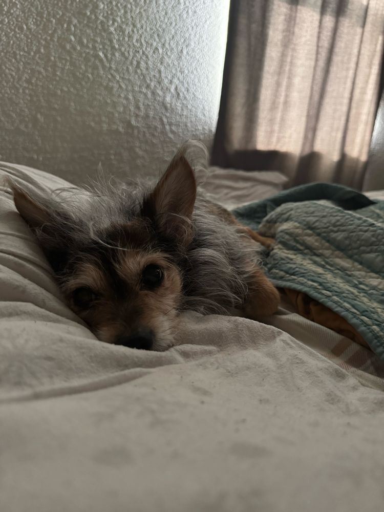 Bentley my yorkie chihuahua laying on pillow in the blankets in bed 