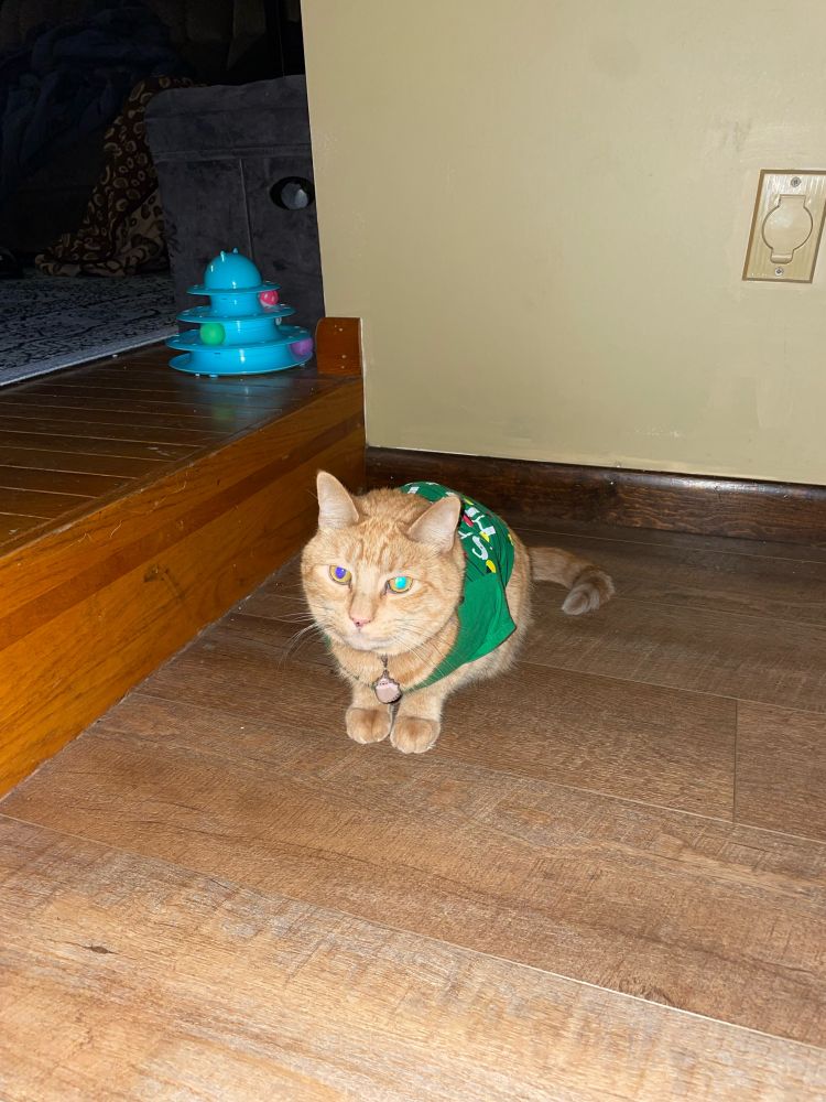 Orange cat in a green Christmas shirt