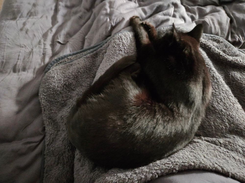 Slinky black cat laying across a lap on a grey blanket. His front paws are outstretched. He is peaceful. 