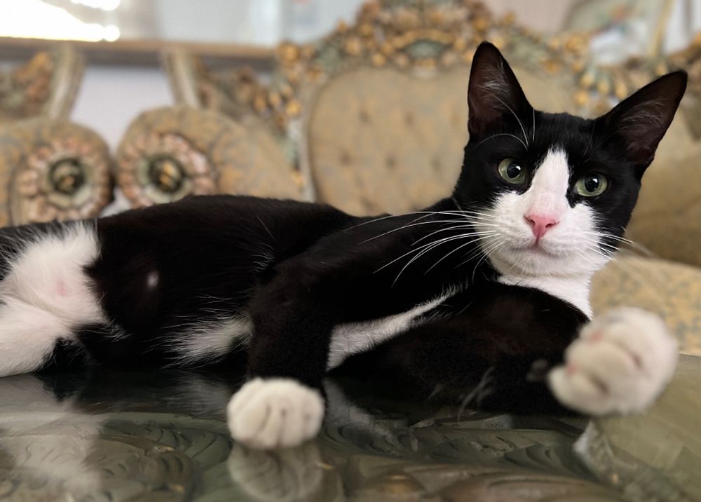 آقای بوبو
حدودا ۸ ماهه
واکسینه