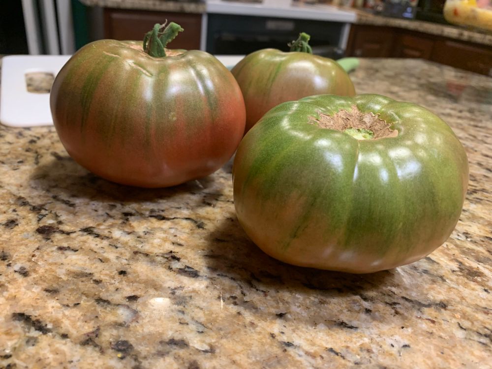 Three heirloom tomatoes with green tops and red bottoms sit on a brown granite counter. 