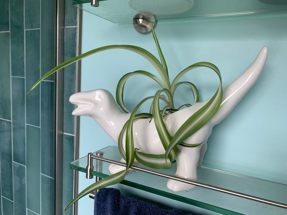 Curly spider plant that has grown about ten inches since the companion photo of the plant as a baby. It sits in a white dinosaur planter on a glass shelf in a bathroom. 