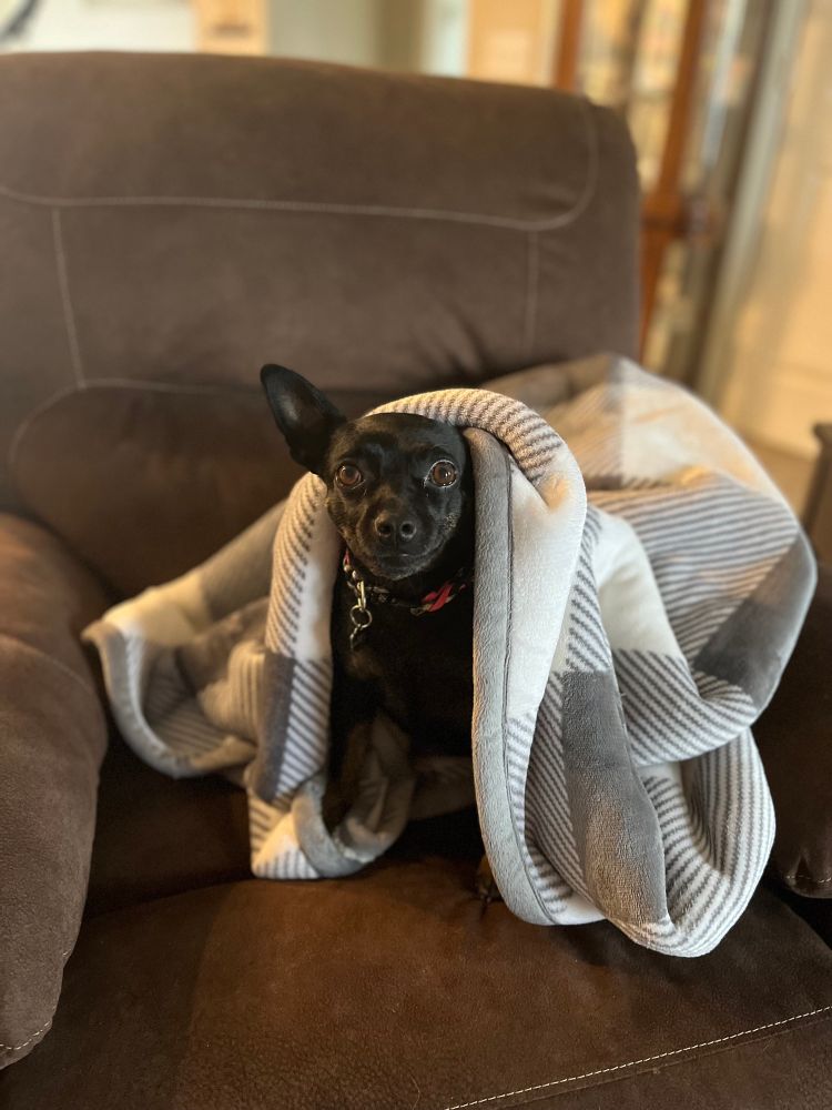 Little black dog peeking out from under a blanket.