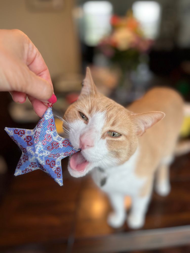 Orange and white cat trying to playfully bite a star ornament.