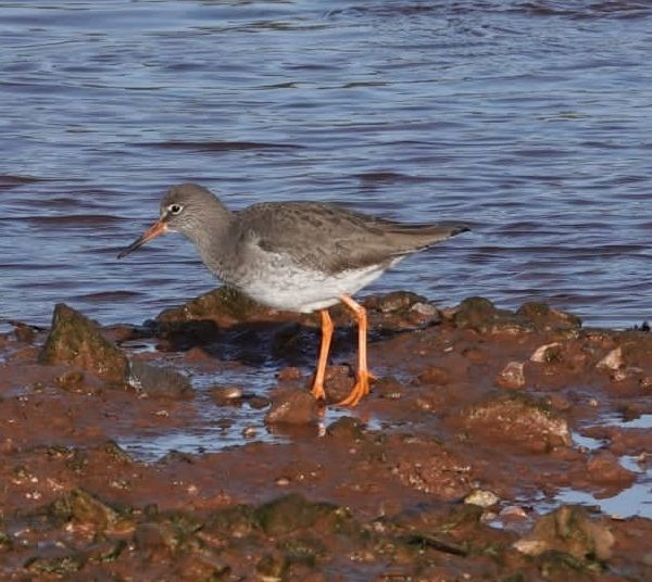 Redshank  byDOffer