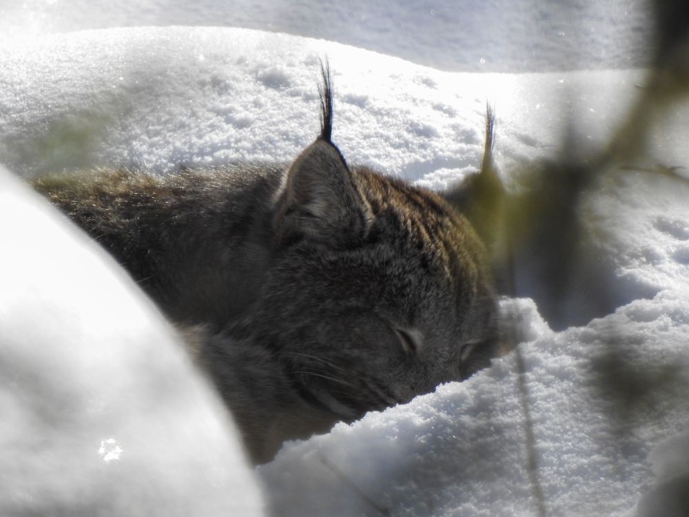 A Canada Lynx is napping, all curled up in the thick snow, in the afternoon sunshine. 