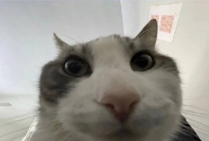 A white and gray cat staring at the camera's point of view