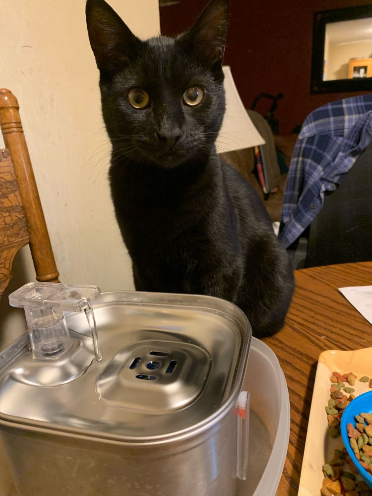 Fergus, a large black 8 month old kitten stares at his human wondering why she isn’t giving him endless churu treats