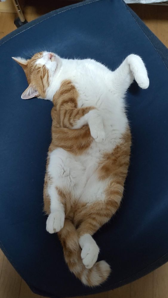 お腹の白い茶トラ猫