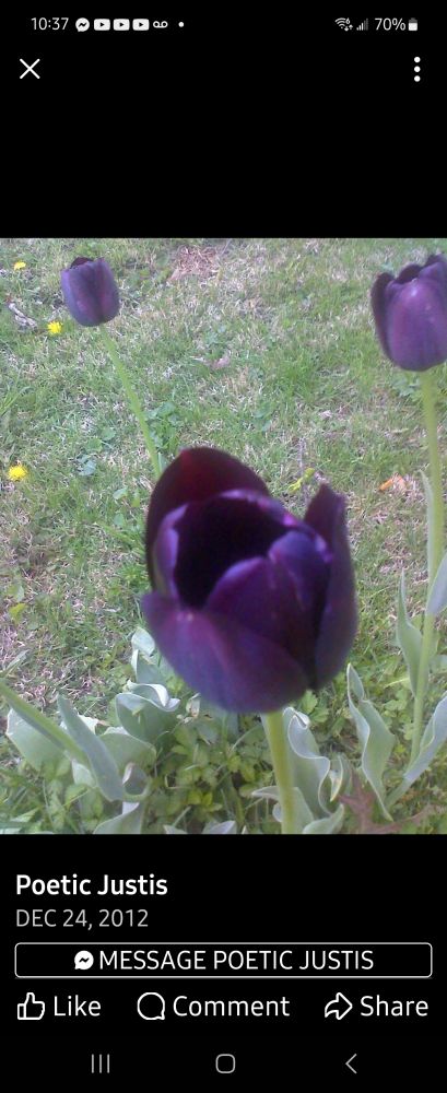 Purple tulips 