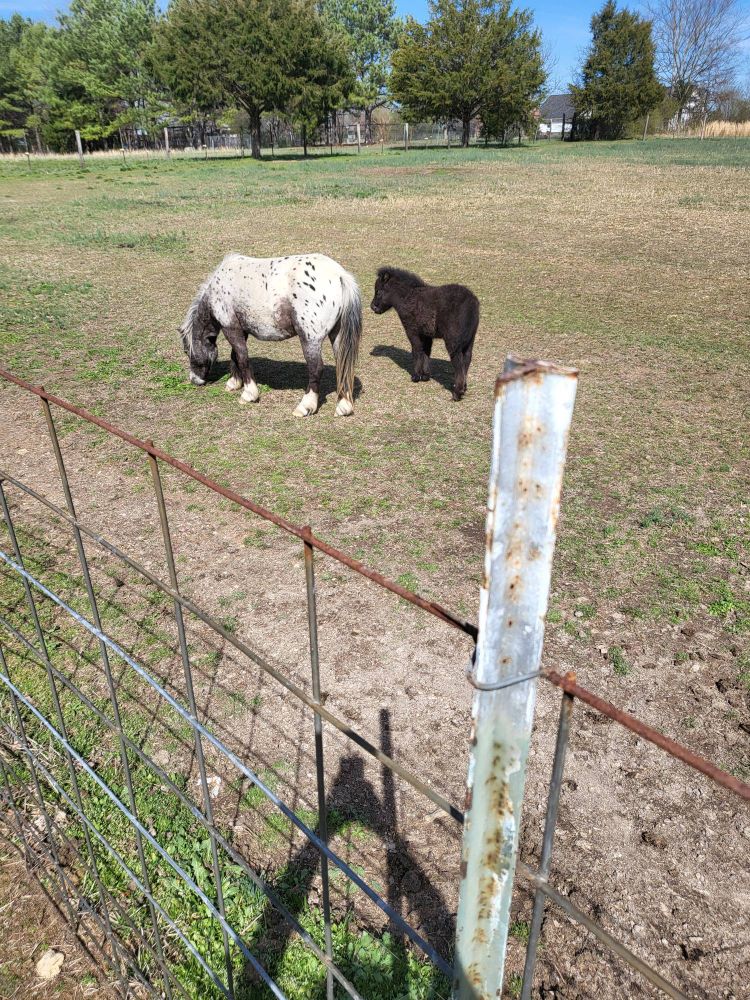 Mini horse and her colt