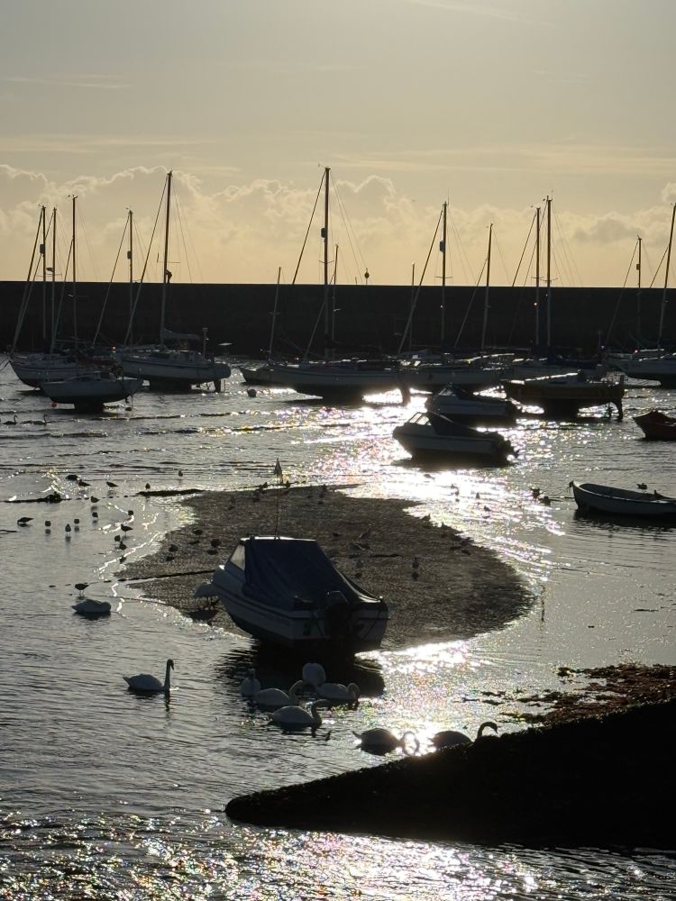 Low morning sun over a harbour with boats and swans
