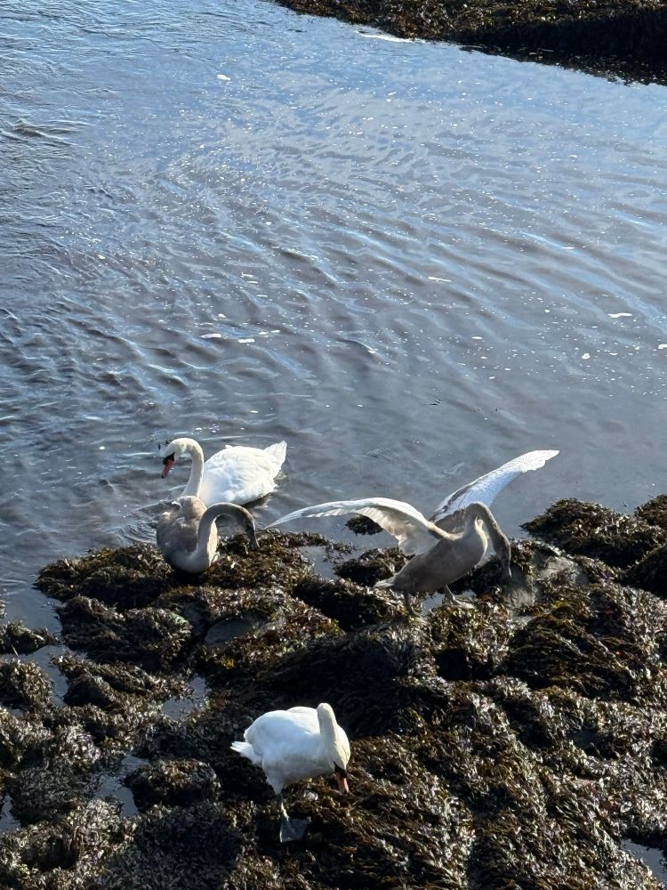 Two mature and two juvenile swans 