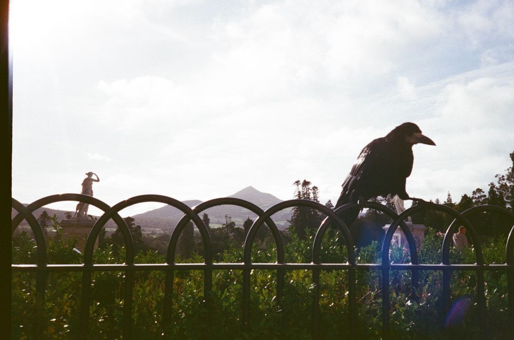 Raven on a fence with statue and mountain in the background 
