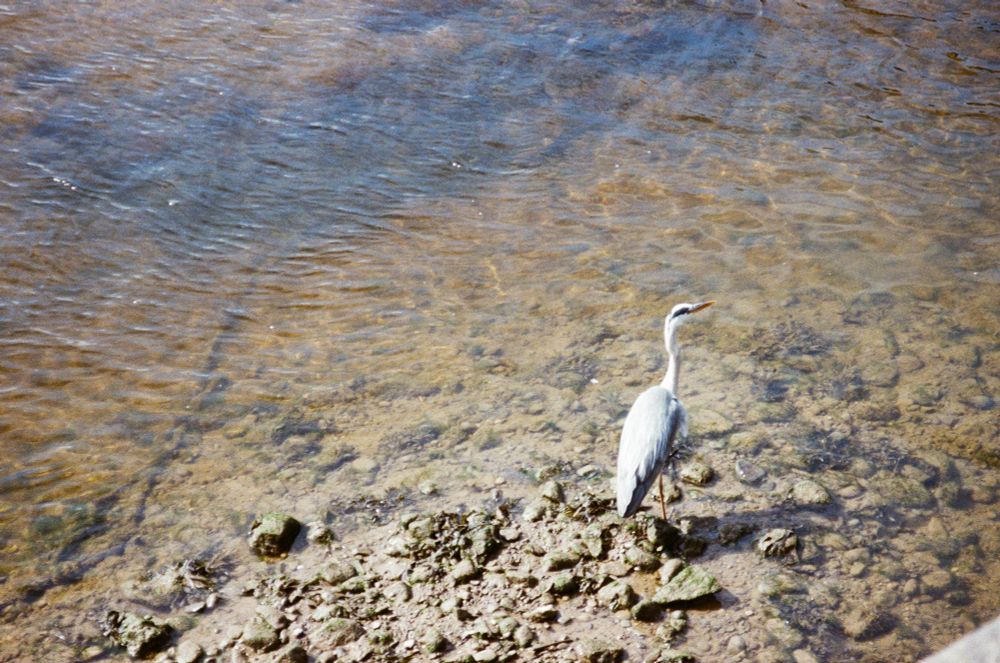 A heron wading on a rocky low-tide harbour bed