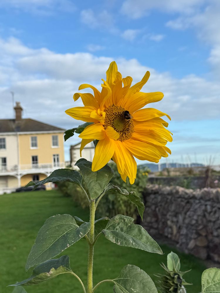 A bumble bee on a sunflower