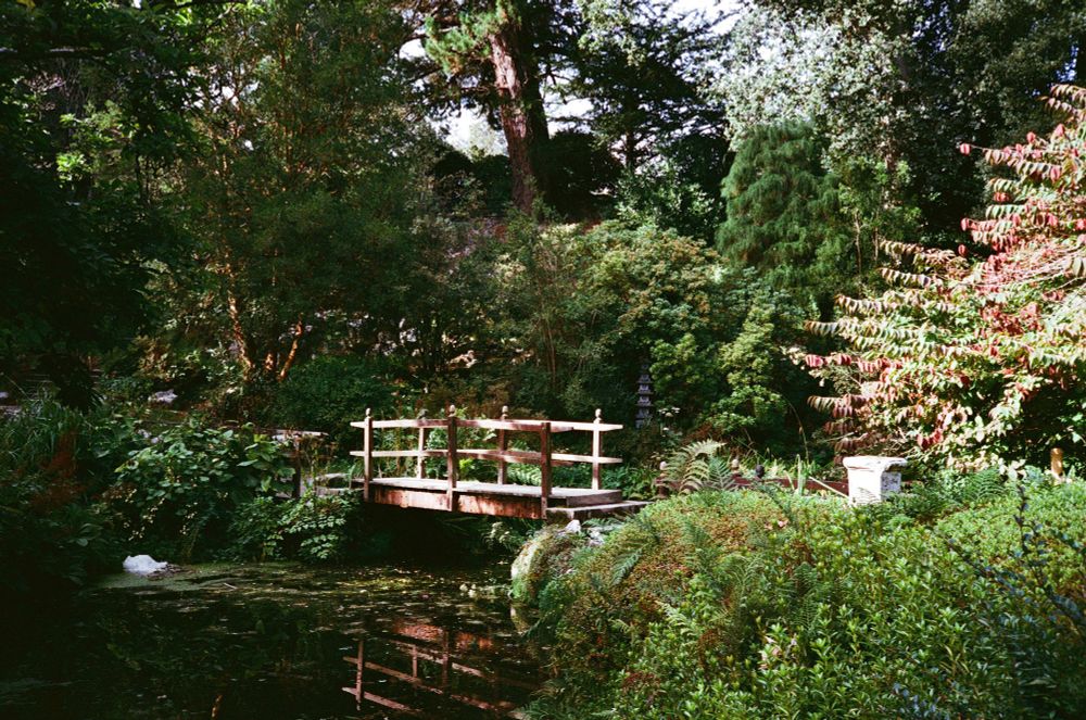 Japanese garden
