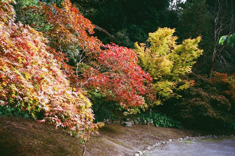 Japanese Maples