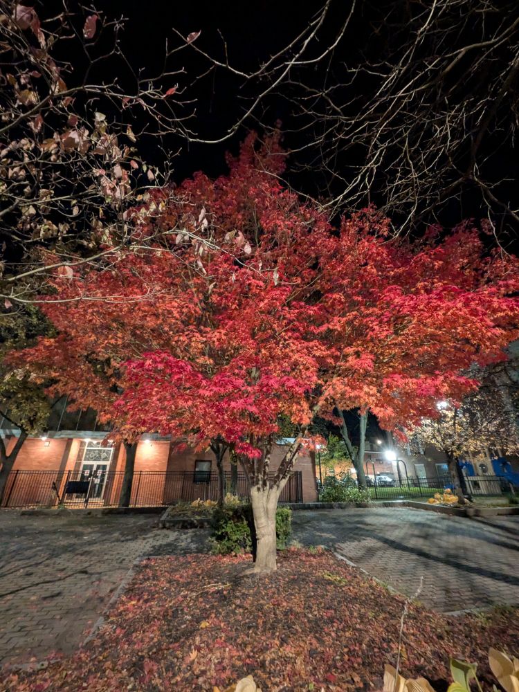 a late, thin leaf maple 
oddly light in menagerie 
of artificial suns 