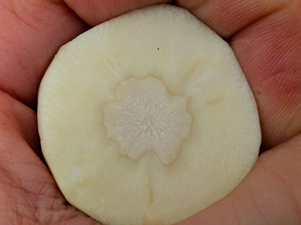 palm held cross section 
of a root vegetable 
 a parsnip