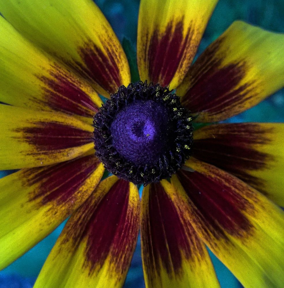 an almost macro close-up of a rudbeckia and its purple conical center