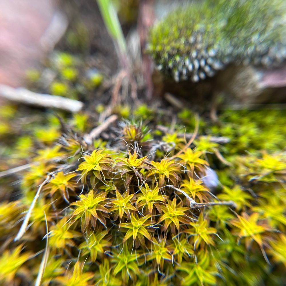 Some moss of some sort that resembles a cluster of starburst shaped flowers in shades of yellow and green