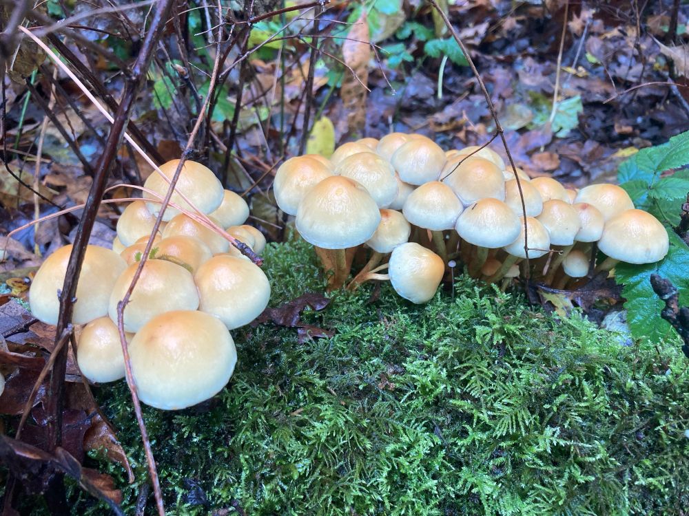 Two clusters of mushrooms with round bun-like caps are growing on a mossy log.