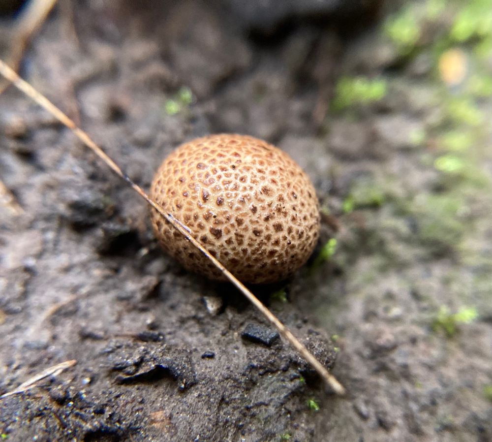 A tiny earthball mushroom is growing in some dirt in a crevice on a tree stump. It looks like a puff ball with scales brown and tan mottled skin