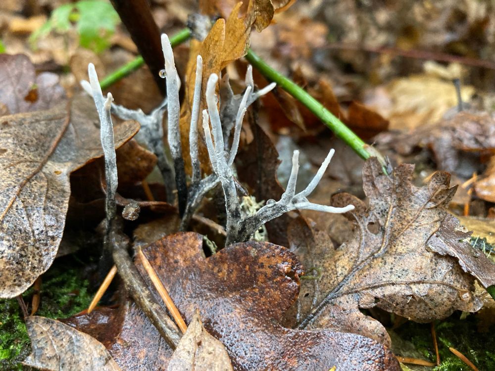 Some gray white and black branching stalks of candlesnuff fungus are growing from a decaying log that is blanketed with dead leaves