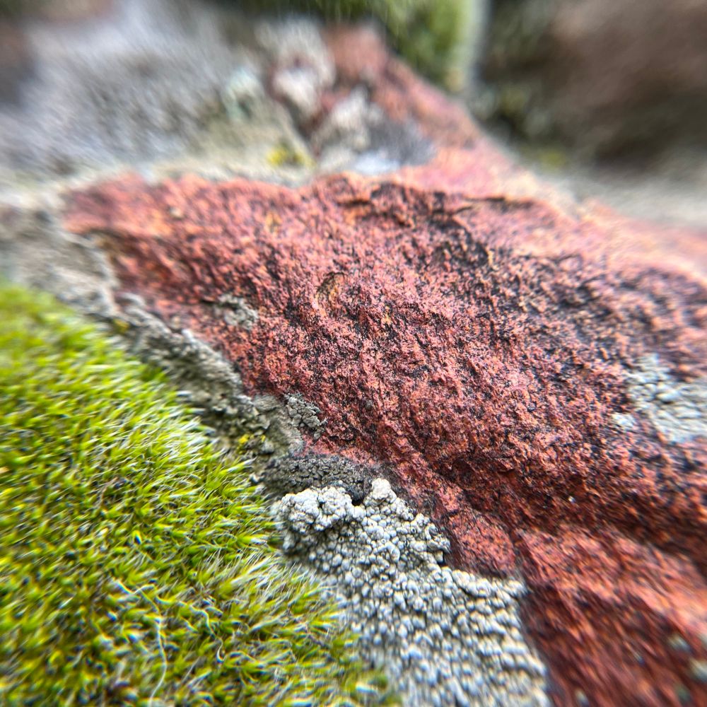 Some green moss growing on a pinkish and grey rock along with more of the grey pebble lichen