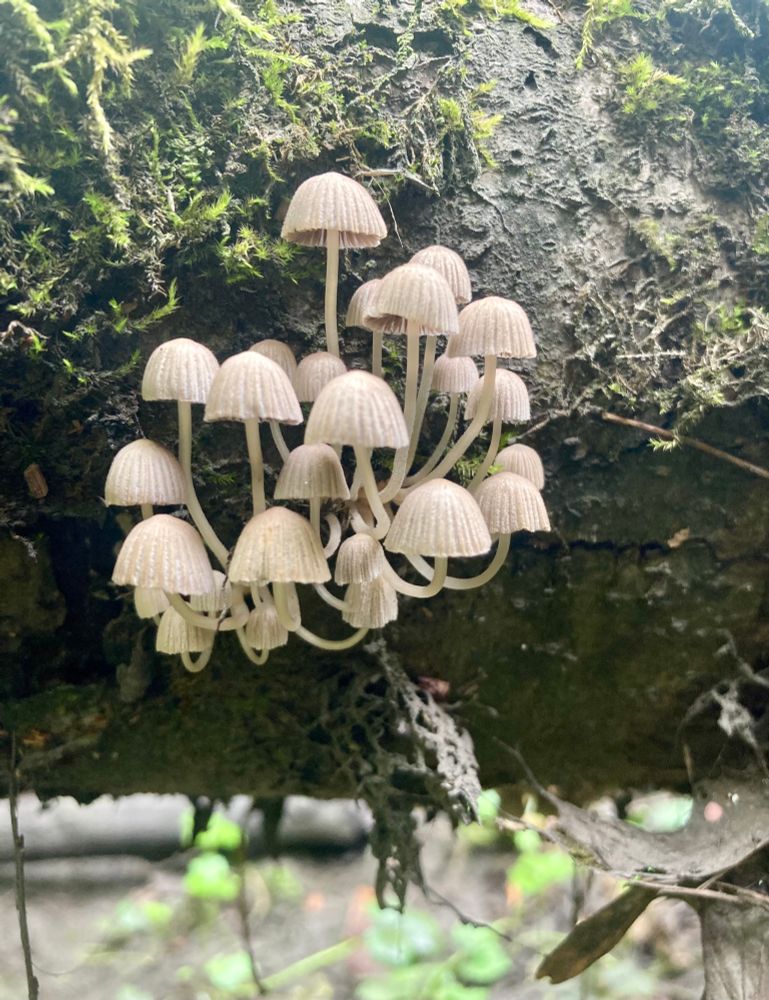 A cute cluster of grayish mushrooms with pleated caps and slim stalks that are swooping out and upward from the side of a mossy fallen tree 